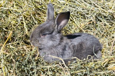 evde beslenen hayvan adatavşanı