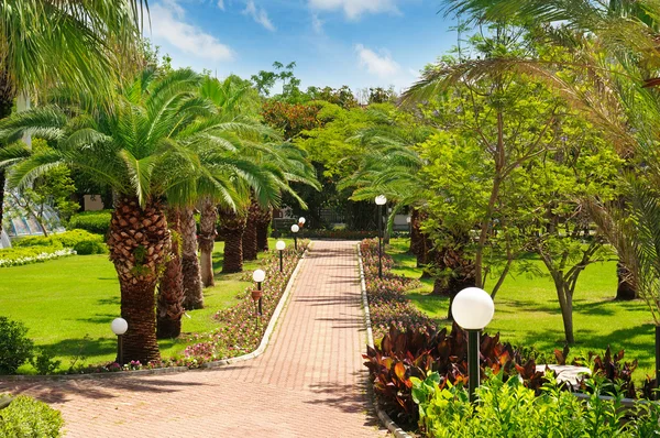 Alley with tropical palm trees and lawn — Stock Photo, Image