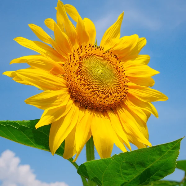 Solros på en bakgrund av blå himmel — Stockfoto