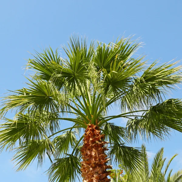 Palma tropicale sullo sfondo del cielo blu — Foto Stock