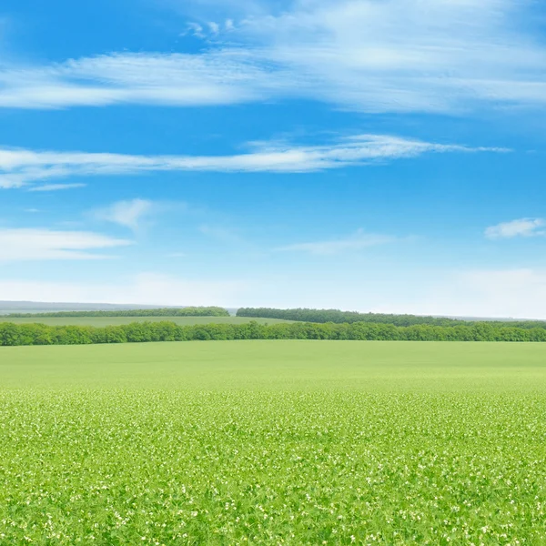 Grönt fält och blå himmel med ljusa moln — Stockfoto