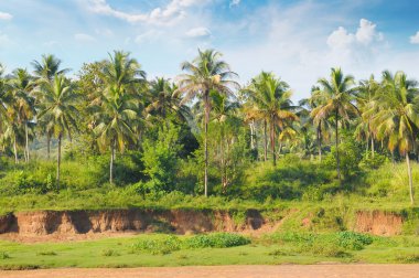 Nehir kıyısında tropikal palmiye orman