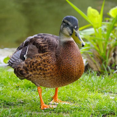 Kadar yakın bir çim üzerinde duran bir Drake