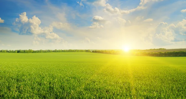 Campo, alba e cielo blu — Foto Stock