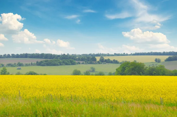 Tarweveld en blauwe lucht — Stockfoto