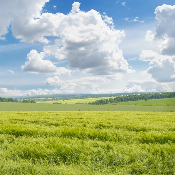 Campo verde pintoresco y cielo azul —  Fotos de Stock