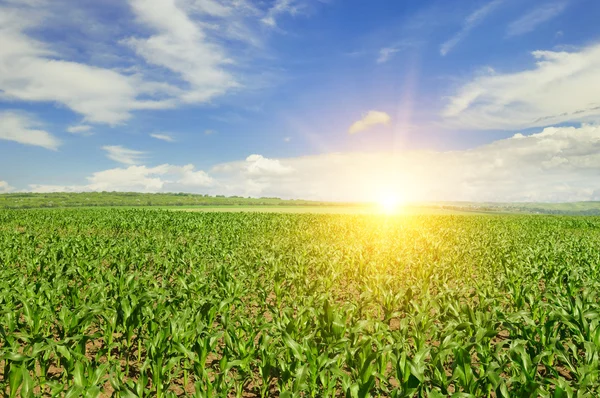 Sunrise over the corn field — Stock Photo, Image