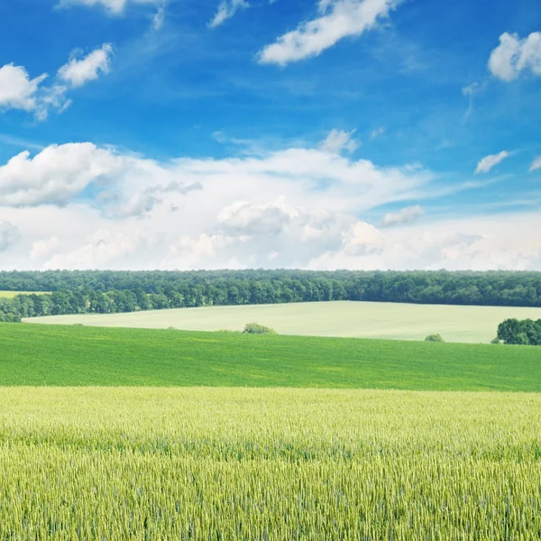 Campo de trigo e céu azul — Fotografia de Stock