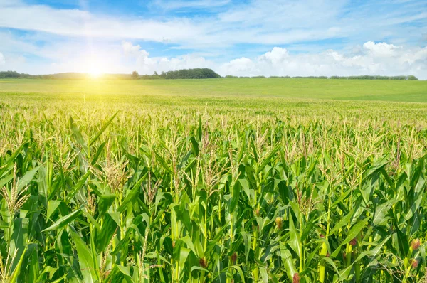 Nascer do sol sobre o campo de milho — Fotografia de Stock