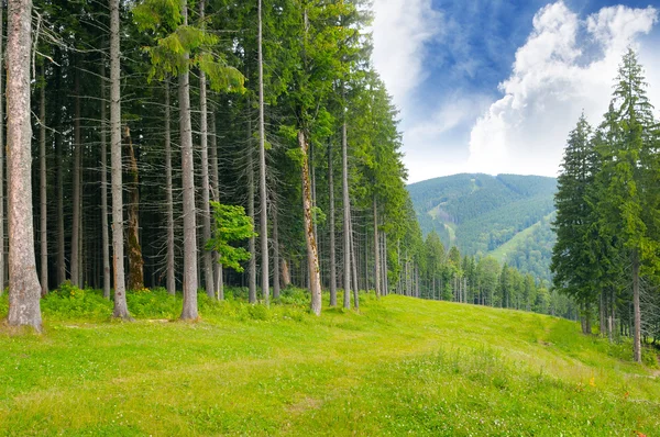 Çam ahşap yamaca — Stok fotoğraf