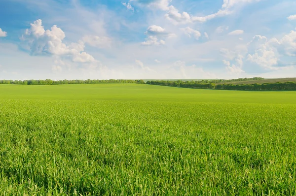 Groen veld en blauwe lucht met lichte wolken — Stockfoto