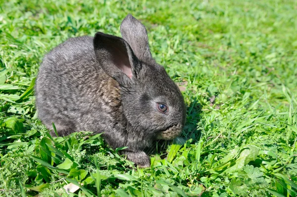 Piccolo coniglio su sfondo erba verde — Foto Stock