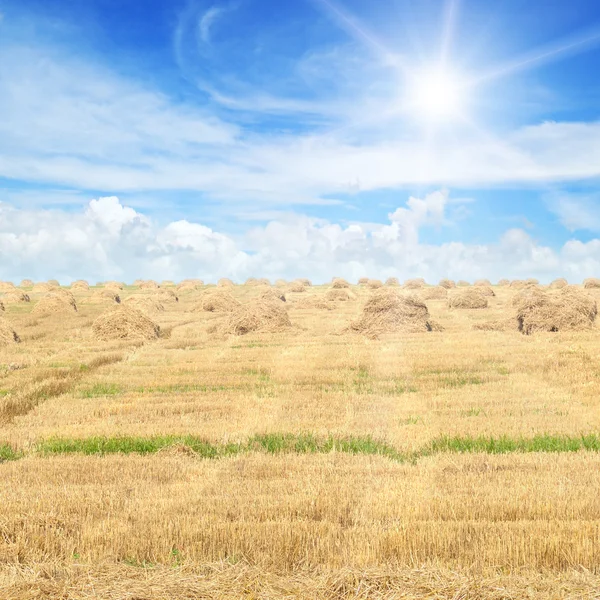 Field with Stacks of straw and blue sky — Stock Photo, Image