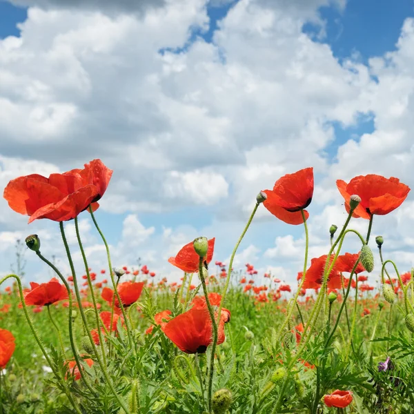 Meadow with wild poppies and blue sky — Stock Photo, Image