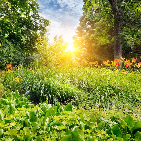 Sommerpark med vakker blomsterseng – stockfoto