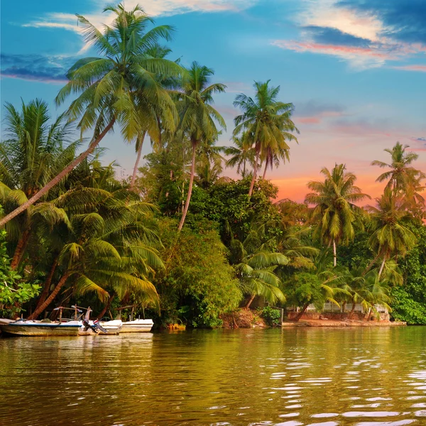 Річка, красиве схід сонця і тропічні долоні — стокове фото