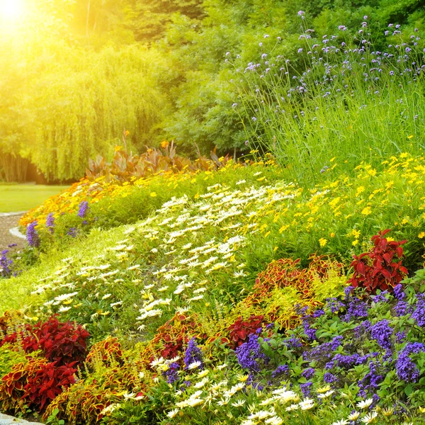 Beautiful background of bright garden flowers — Stock Photo, Image