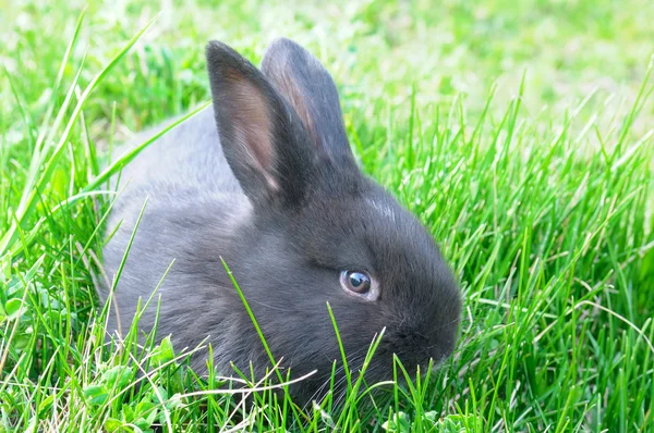 Little rabbit on green grass background — Stock Photo, Image