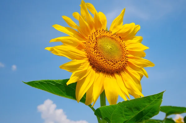 Zonnebloem op een achtergrond van blauwe lucht — Stockfoto