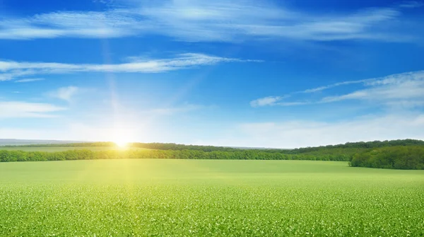 Campo, salida del sol y cielo azul — Foto de Stock