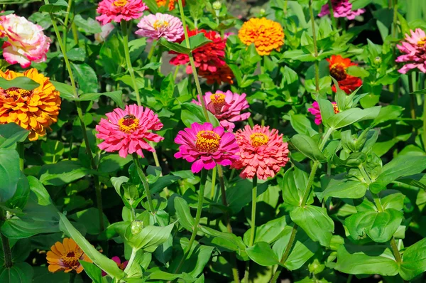 Bakgrund av vackra blommor zinnior — Stockfoto