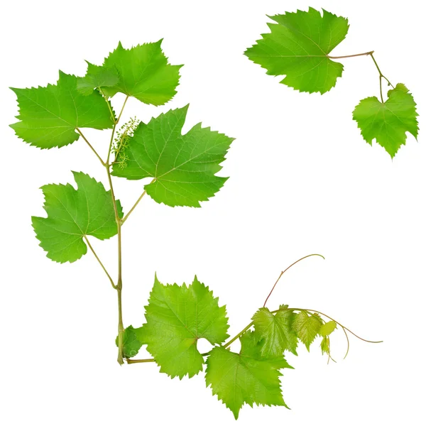 Виноградная лоза и листья на белом фоне — стоковое фото