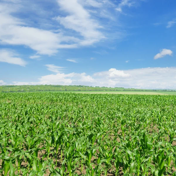 Grön majs fält och blå himmel — Stockfoto