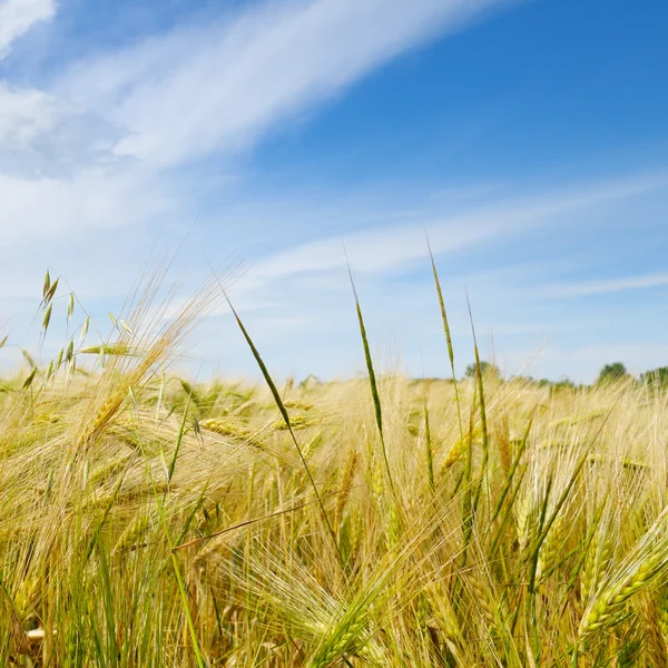 Wheat field and blue sky Royalty Free Stock Images