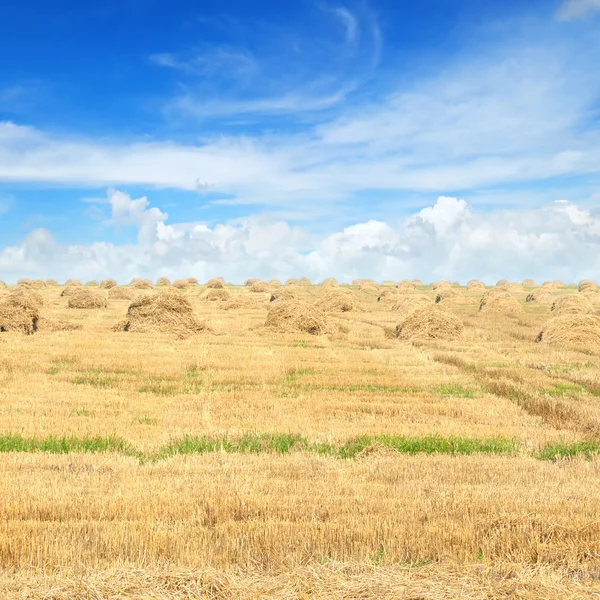 Field with Stacks of straw and blue sky — Stock Photo, Image
