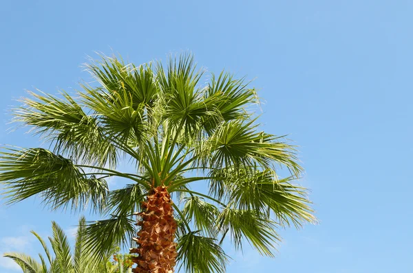 Palma tropicale sullo sfondo del cielo blu — Foto Stock