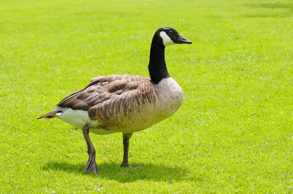 Gray goose on green field — Stock Photo, Image