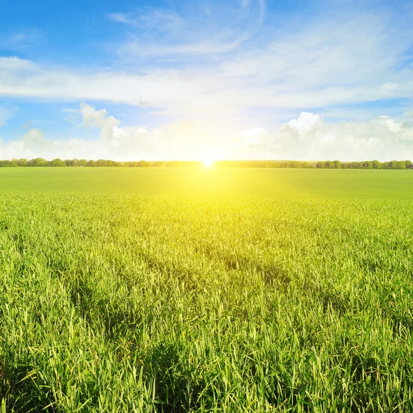 Feld, Sonnenaufgang und blauer Himmel — Stockfoto