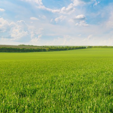 Yeşil tarla ve açık bulutlu mavi gökyüzü