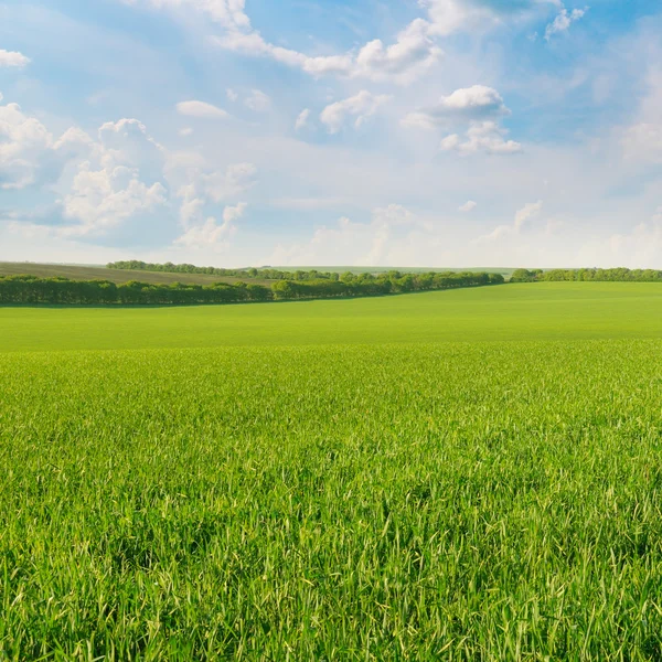 Groen veld en blauwe lucht met lichte wolken — Stockfoto