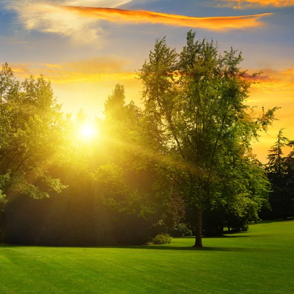 Hermoso parque de verano y puesta de sol —  Fotos de Stock