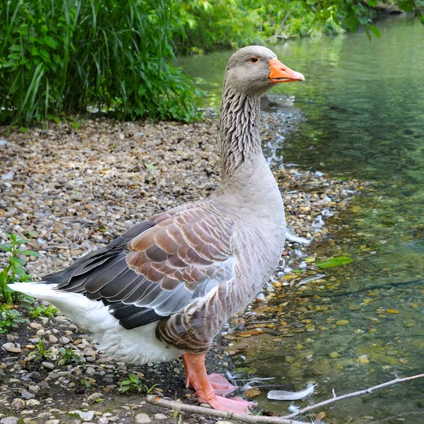 Grågås på sjön — Stockfoto