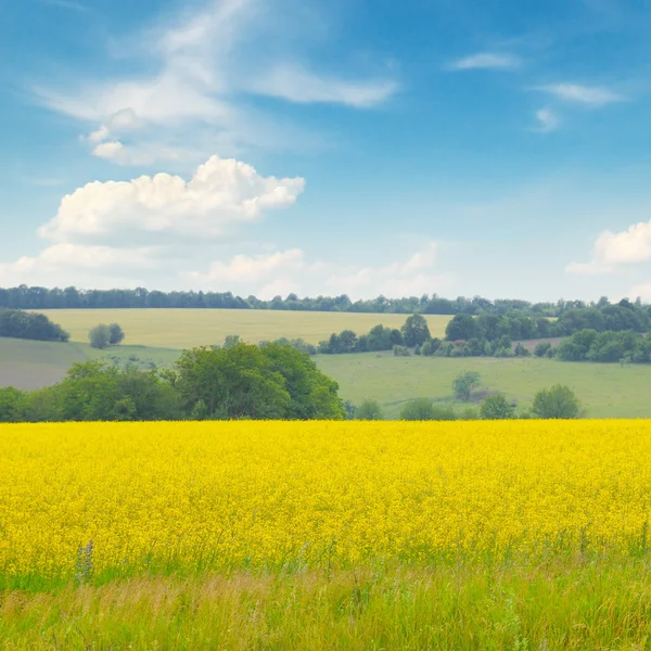 Canola veld en de blauwe hemel — Stockfoto