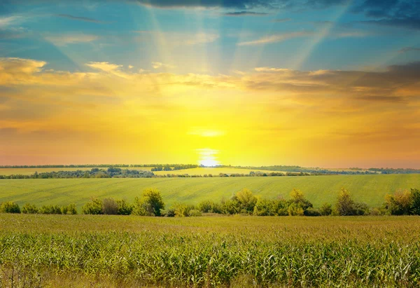Sunrise over the corn field — Stock Photo, Image