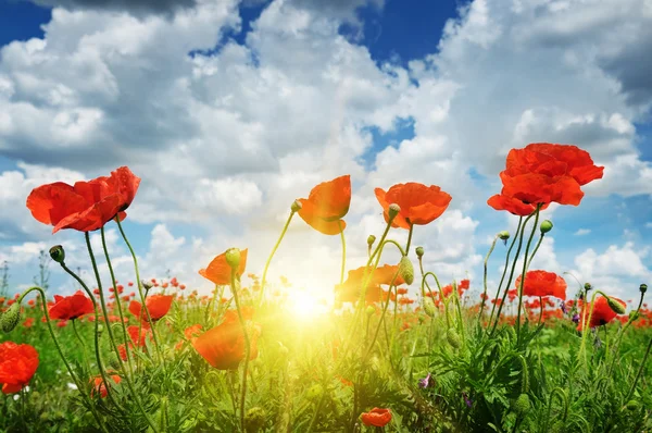 Field with poppies and sun on blue sky — Stock Photo, Image