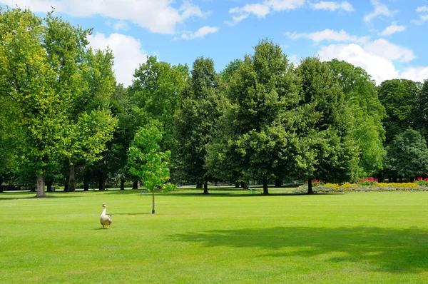 Park, green meadow and blue sky — Stock Photo, Image