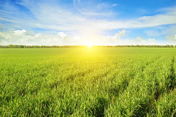 Campo, nascer do sol e céu azul — Fotografia de Stock