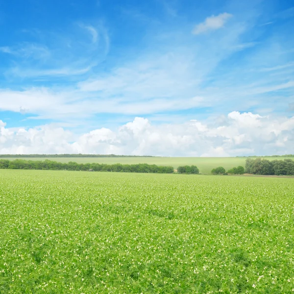 Groen veld en blauwe lucht met lichte wolken — Stockfoto