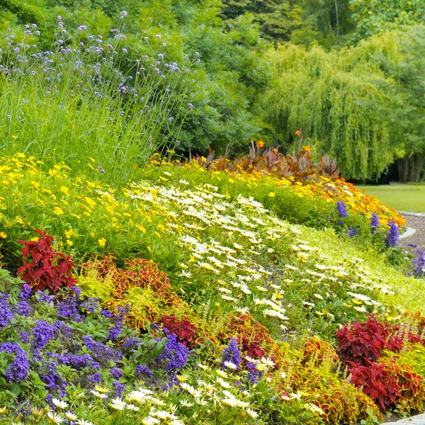 Hermoso fondo de flores de jardín brillantes —  Fotos de Stock