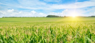 Mısır tarlasında gün doğumu