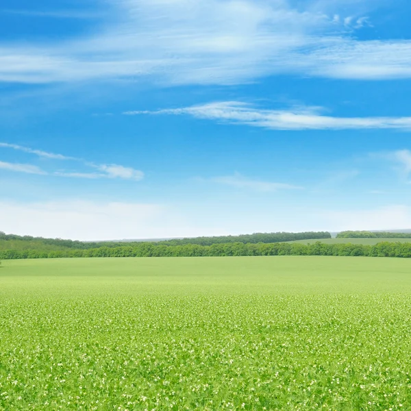 Zielony groszek pole i błękitne niebo — Zdjęcie stockowe