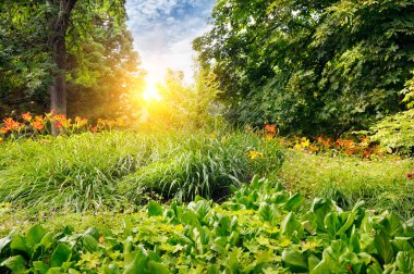 güzel çiçek yatak yaz park