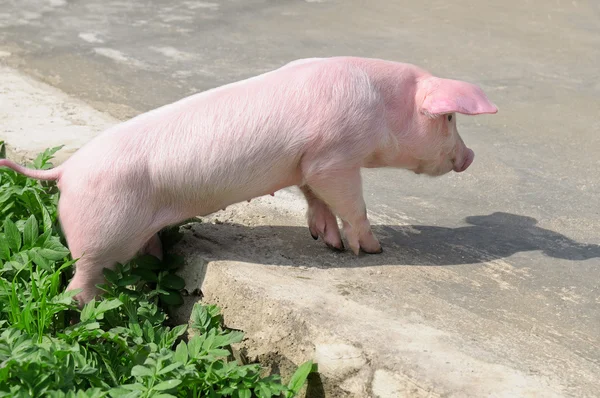 Cerdo divertido en el camino —  Fotos de Stock