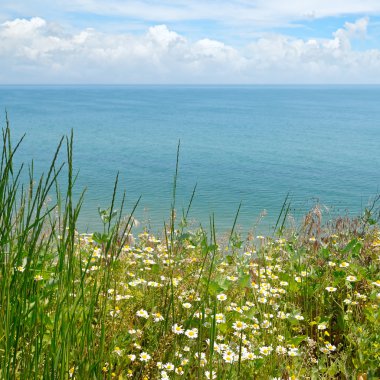 Deniz kıyısında papatya