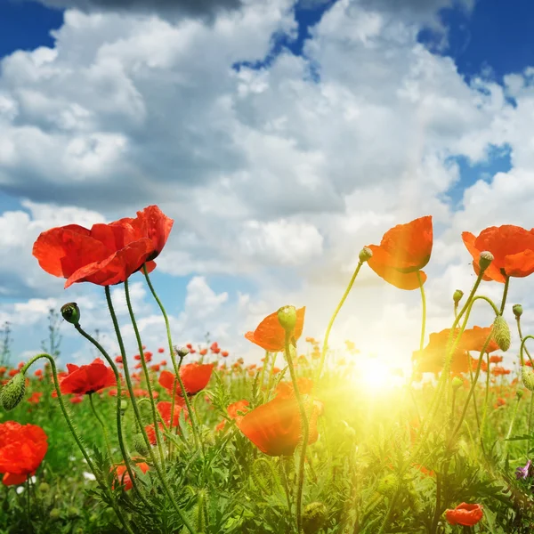 Campo con papaveri e sole sul cielo blu — Foto Stock