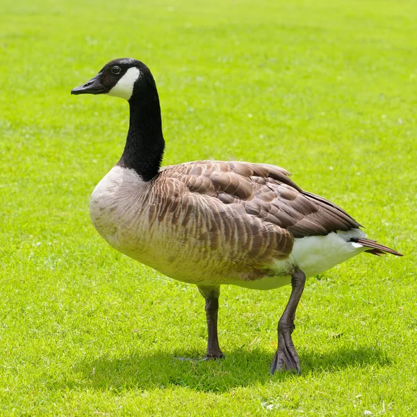 Gray goose on green field — Stock Photo, Image